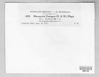 Drepanopeziza castagnei image
